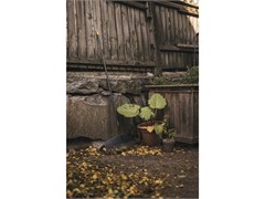 Грабли FISKARS Solid для листьев L (135016) 6944