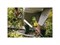Вилы садовые White FISKARS 6942