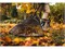 Грабли FISKARS Solid для листьев XL 6945
