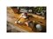 Нож для мяса 21 см Functional Form Fiskars 7006 - фото 63706